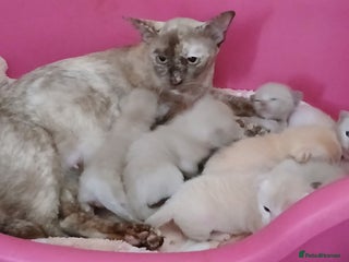 Burmese cats Red and Chocolate Burmese Babies. GCCF Registered - Advert 1