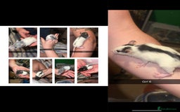 Rat rodents for sale: Baby rats for sale  - Image 1
