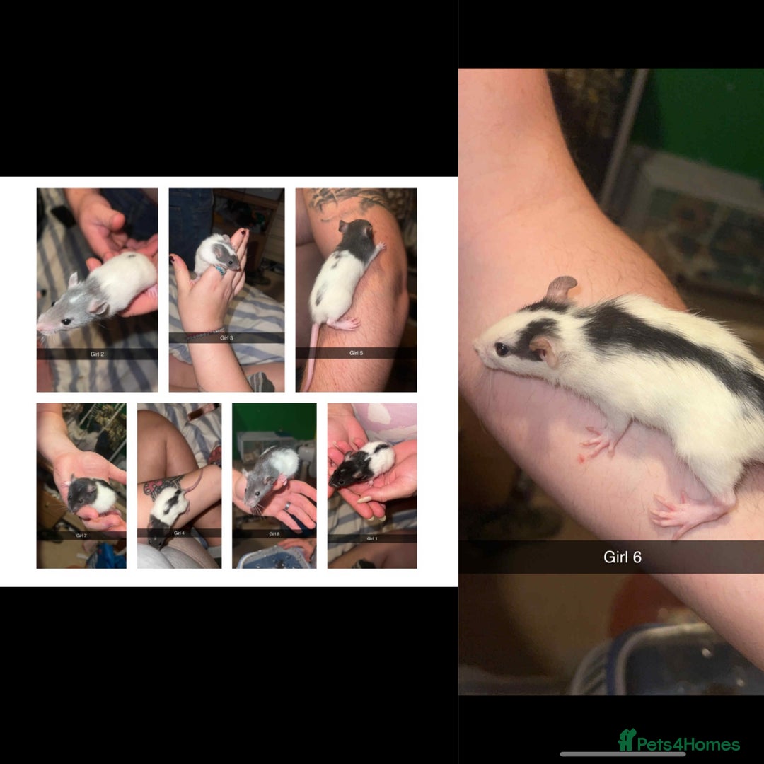 Rat rodents for sale: Baby rats for sale  - Image 1