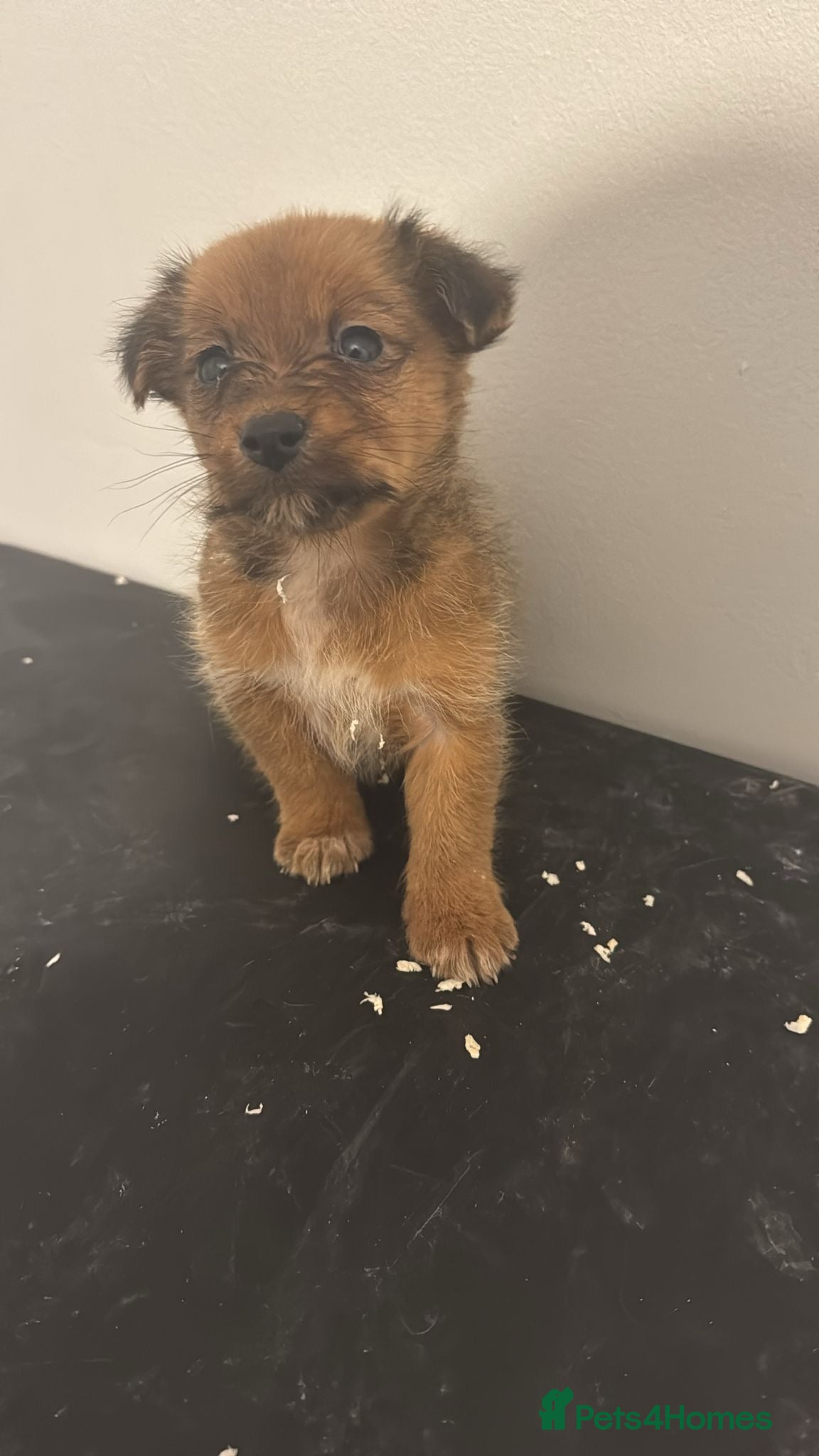 Chihuahua dogs Beautiful jack chi puppies for sale  - Advert 1