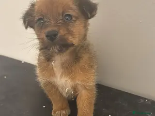 Chihuahua dogs Beautiful jack chi puppies for sale - Advert 1