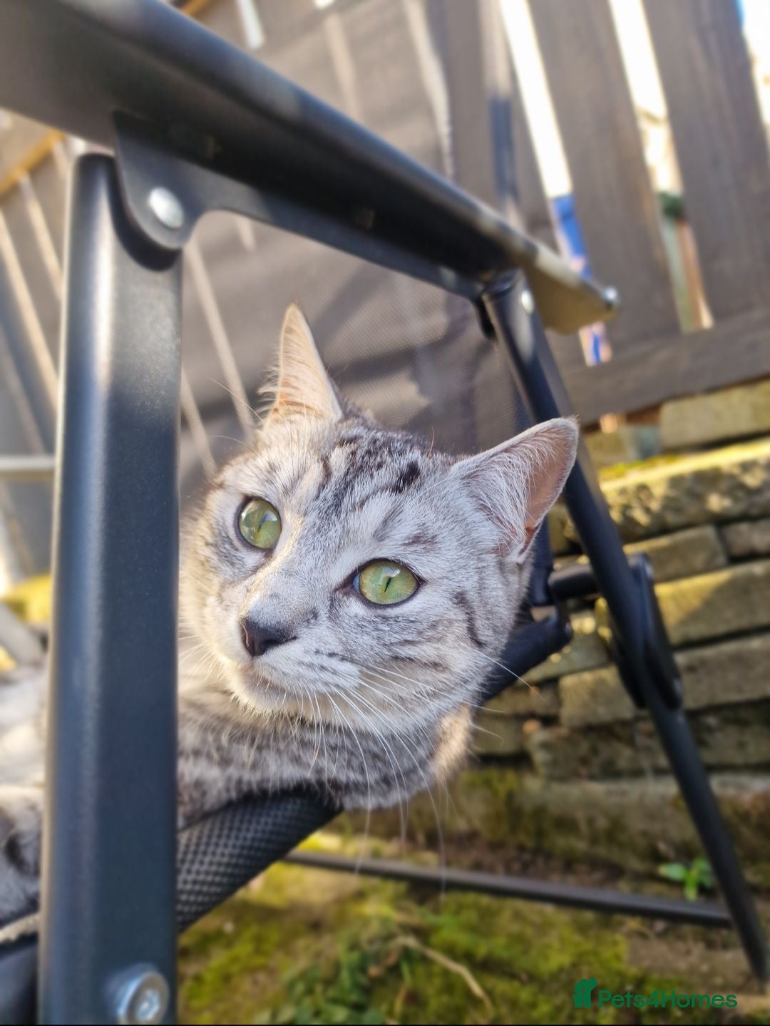 Mixed Breed cats Ghost tabby kittens - Advert 1
