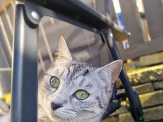 Mixed Breed cats Ghost tabby kittens - Advert 2