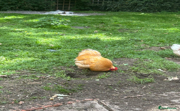 Chickens poultry - Advert 6