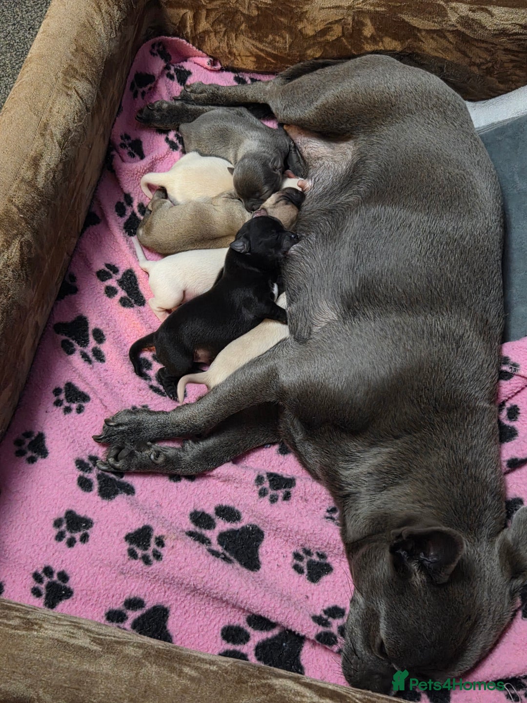 Chihuahua dogs for sale: Gorgeous pure breed chihuahua puppies  - Advert 6