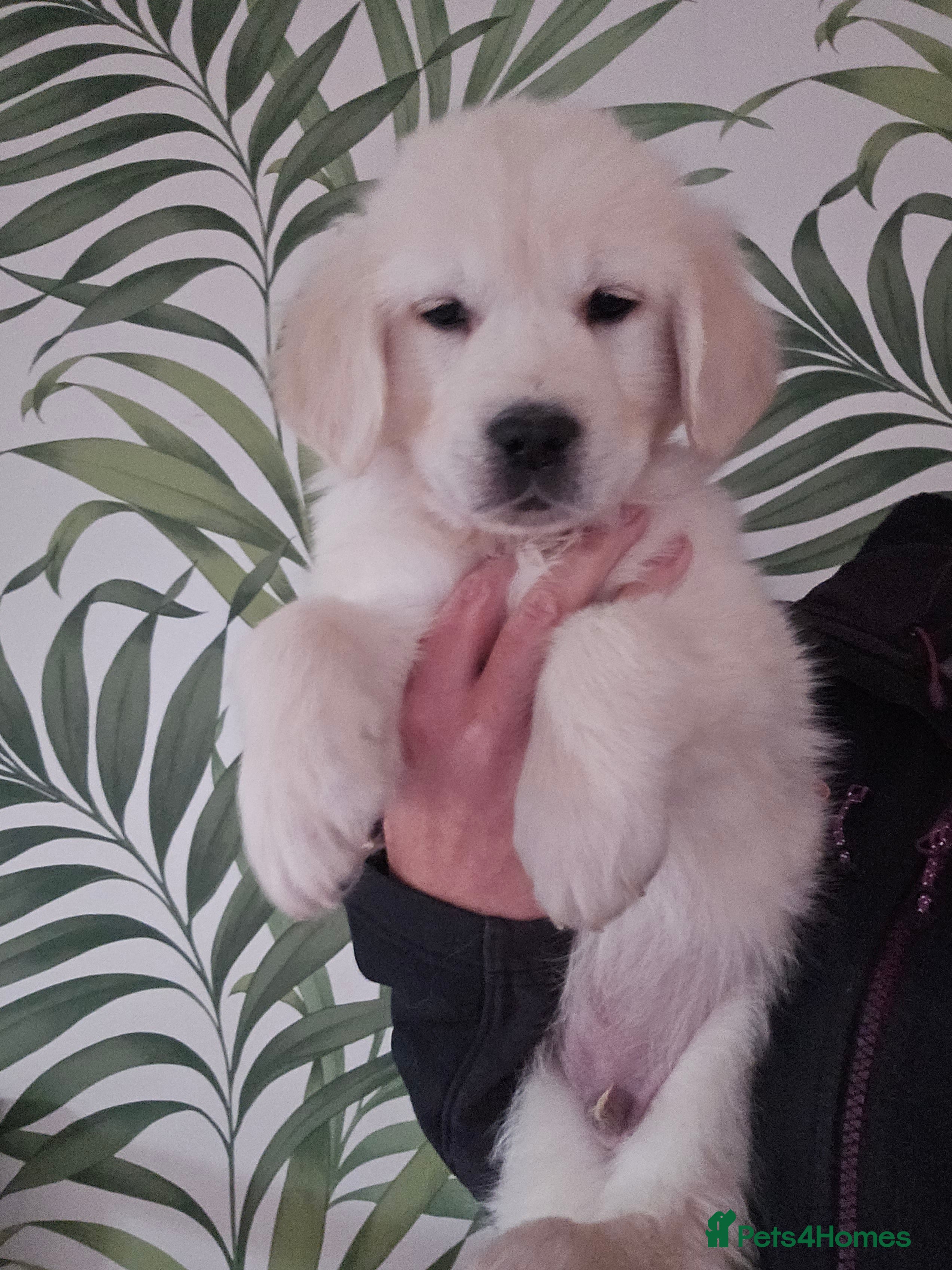 Golden Retriever dogs Extensively Health Tested English Cream Puppies - Advert 9