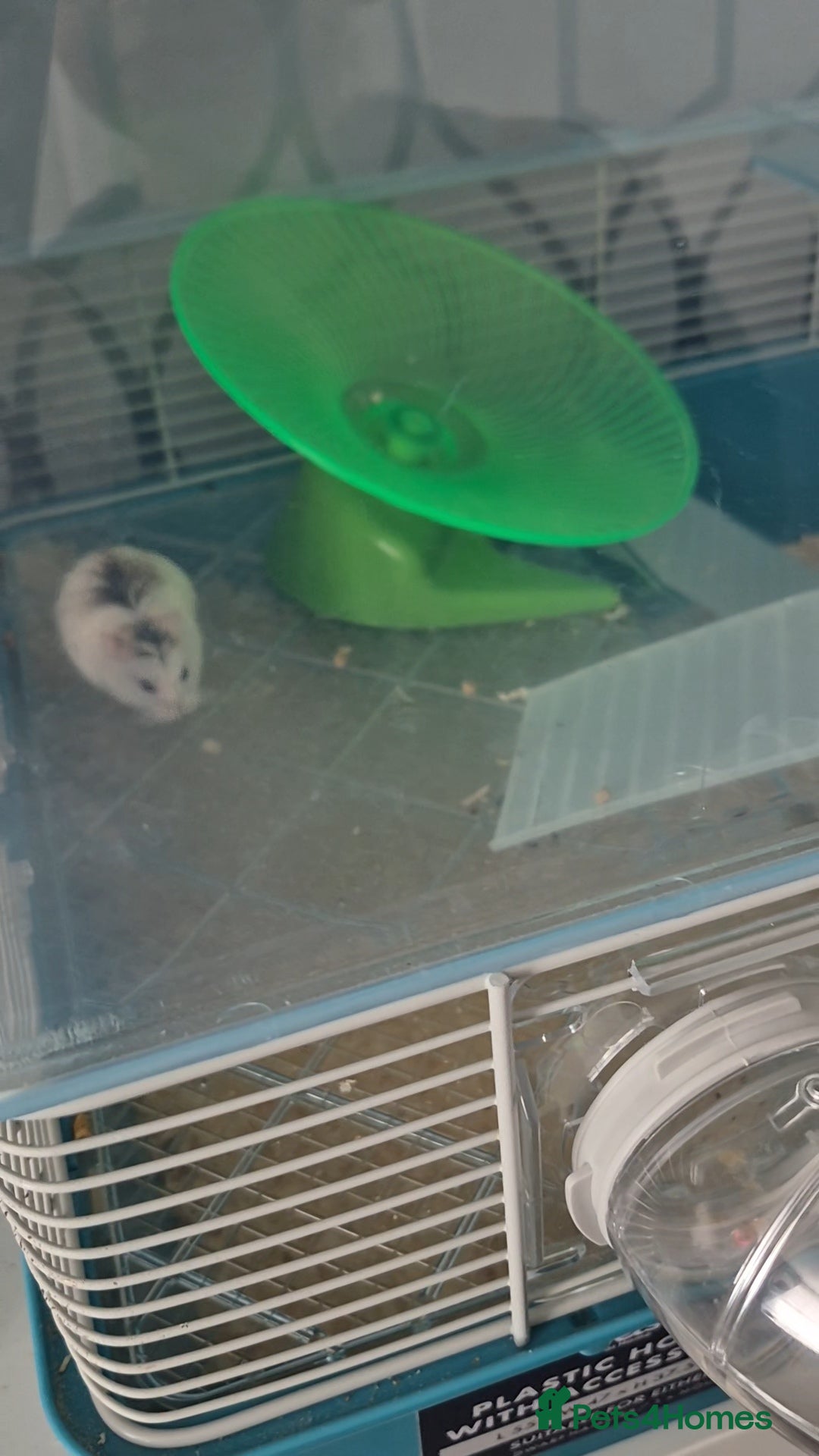 Hamster rodents Syrian dwarf hamster - Advert 1