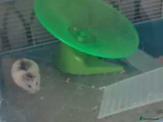 Hamster rodents Syrian dwarf hamster - Advert 1