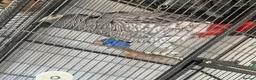 Parrots birds for sale: 2 x African grey - Advert 3