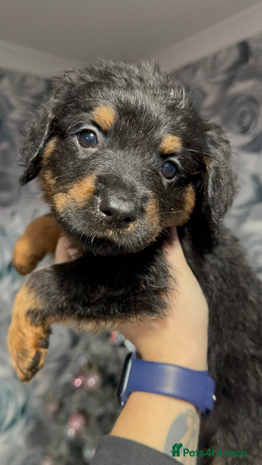 Rottweiler dogs for sale: Male rottweilwr puppy looking for a forever home - Advert 6