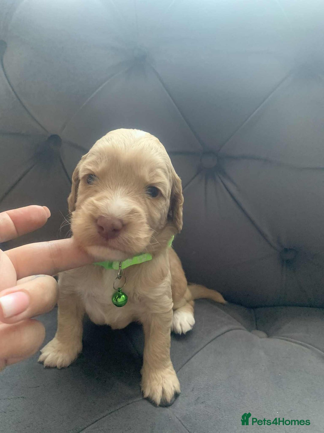 Cockapoo dogs for sale: Cockapoo Lovley Puppies  - Image 13