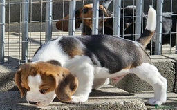 Beagle dogs for sale: Stunning KC Reg Beagle Pups - Ready Now - Image 19