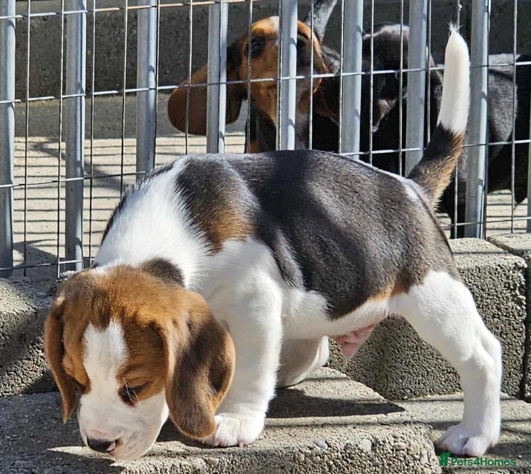 Beagle dogs for sale: Stunning KC Reg Beagle Pups - Ready Now - Image 19