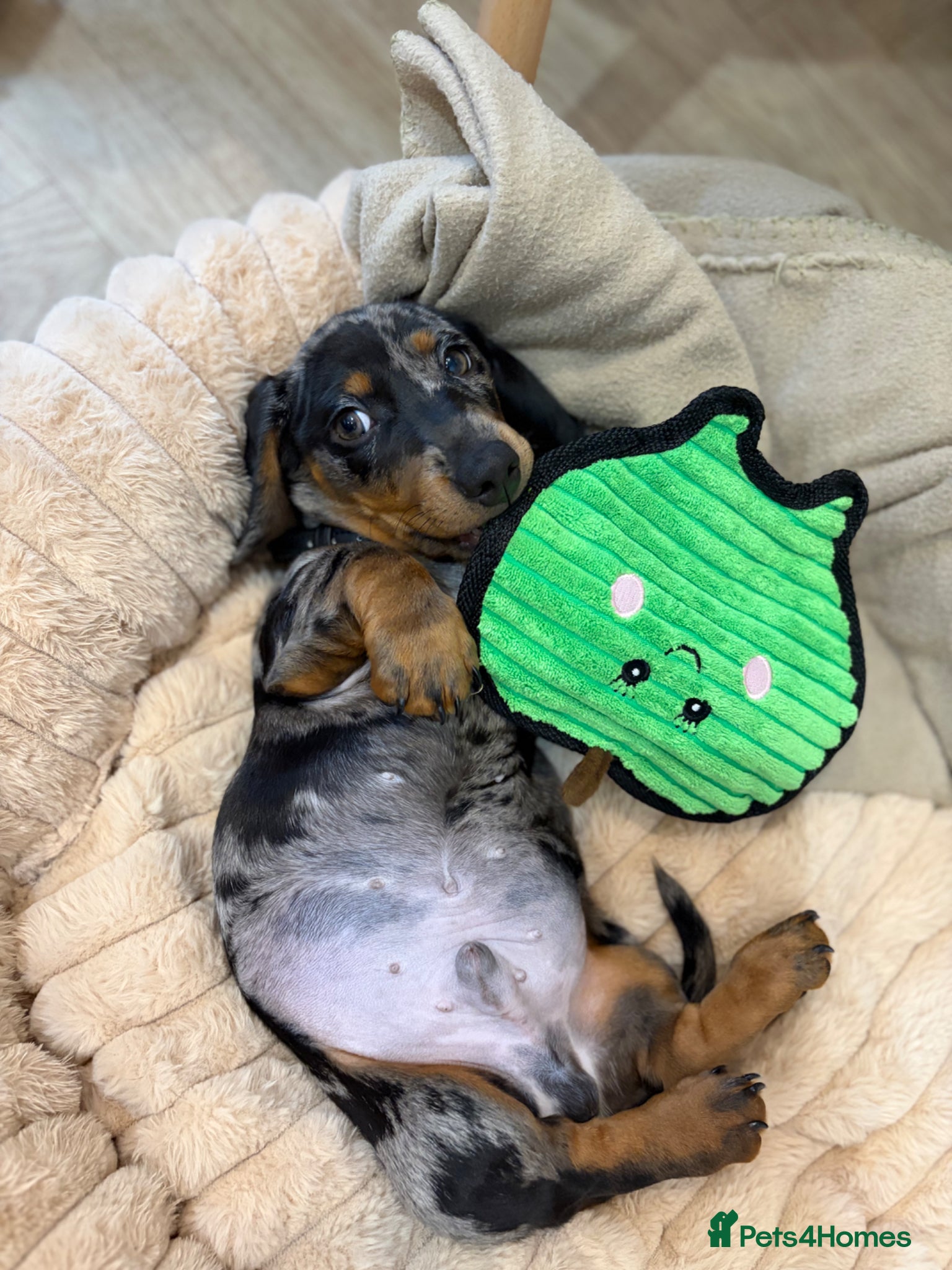 Miniature Dachshund dogs Miniature dash for sale  - Advert 6