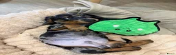 Miniature Dachshund dogs for sale: Miniature dash for sale  - Advert 1