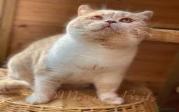 British Shorthair cats for sale: GCCF Registered Championship Line BSH Kittens - Image 17