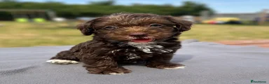 Jackapoo 1