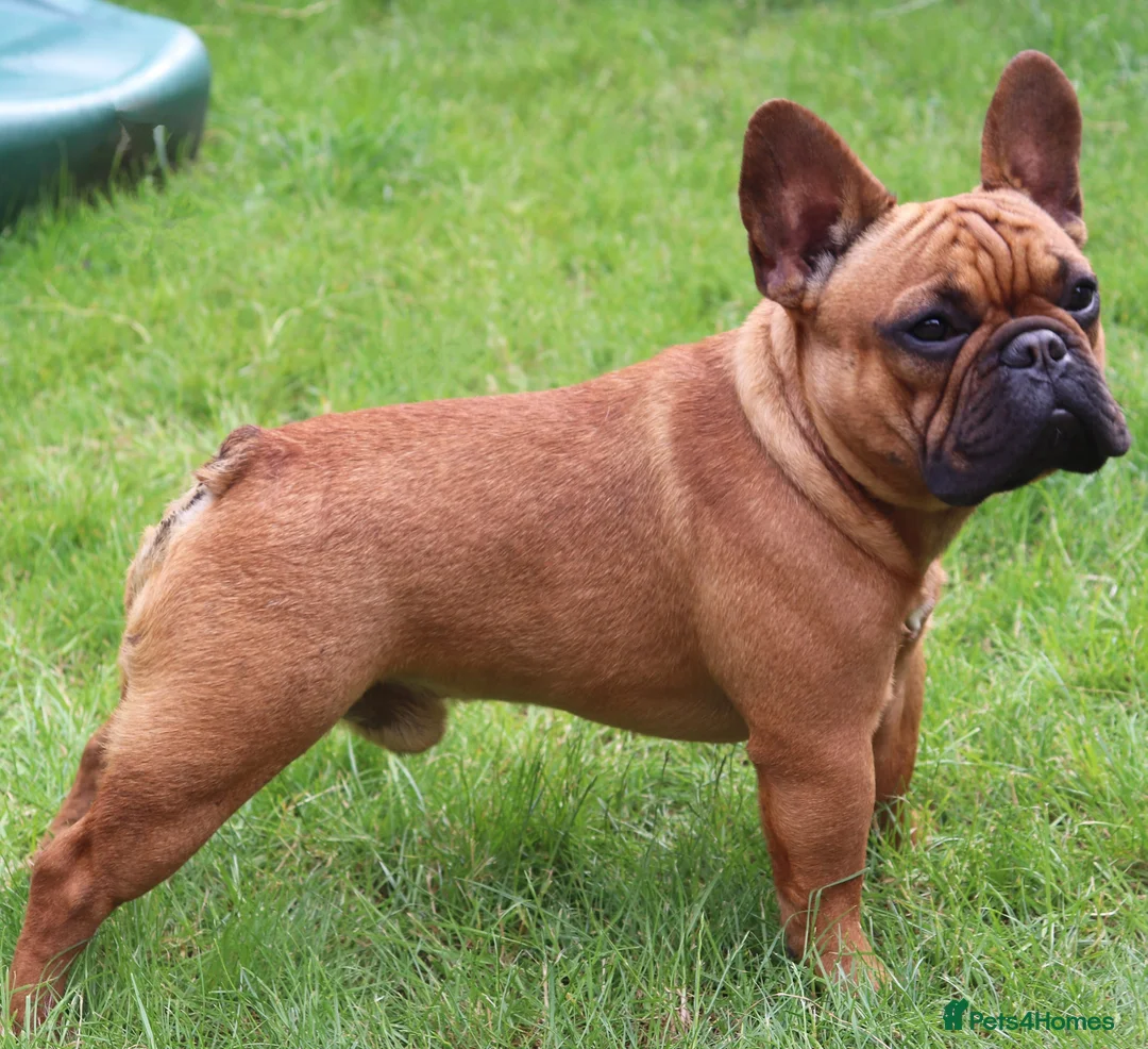 French Bulldog dogs for stud: 💥3x Ch Rocky of Empire OB UK💥FBCE Silver Tested in Doncaster - Advert 15
