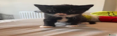 Female kitten 2