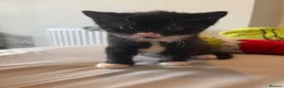Mixed Breed cats for sale: 4 beautiful kittens ready now - Advert 9