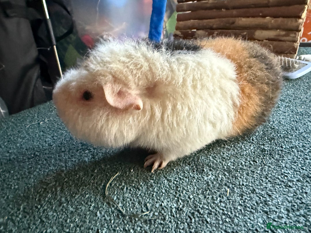 Guinea Pig rodents for sale: Two Teddy guinea pigs with Hutches  - Image 4