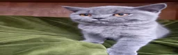 British Shorthair cats for sale: Quality registered GCCF kittens  - Advert 6