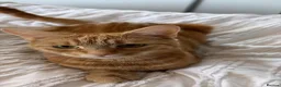 Turkish Angora cats for sale: 3 Beautiful, Kittens Looking for Loving Homes 🐾 - Advert 1