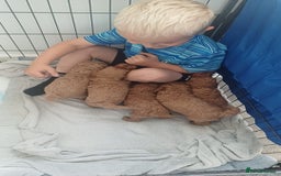Cockapoo dogs for sale: 3 beautiful cockapoo boys - Image 12