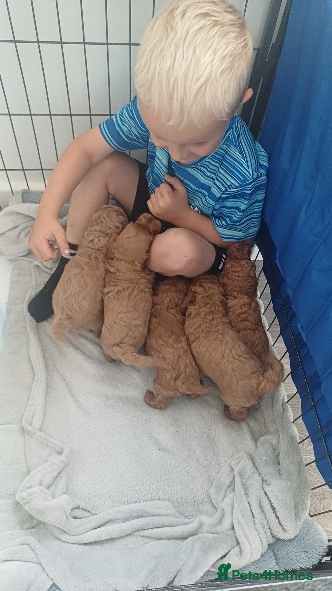 Cockapoo dogs for sale: 3 beautiful cockapoo boys - Image 12