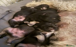 Mixed Breed dogs for sale: Froodle pups  - Image 16