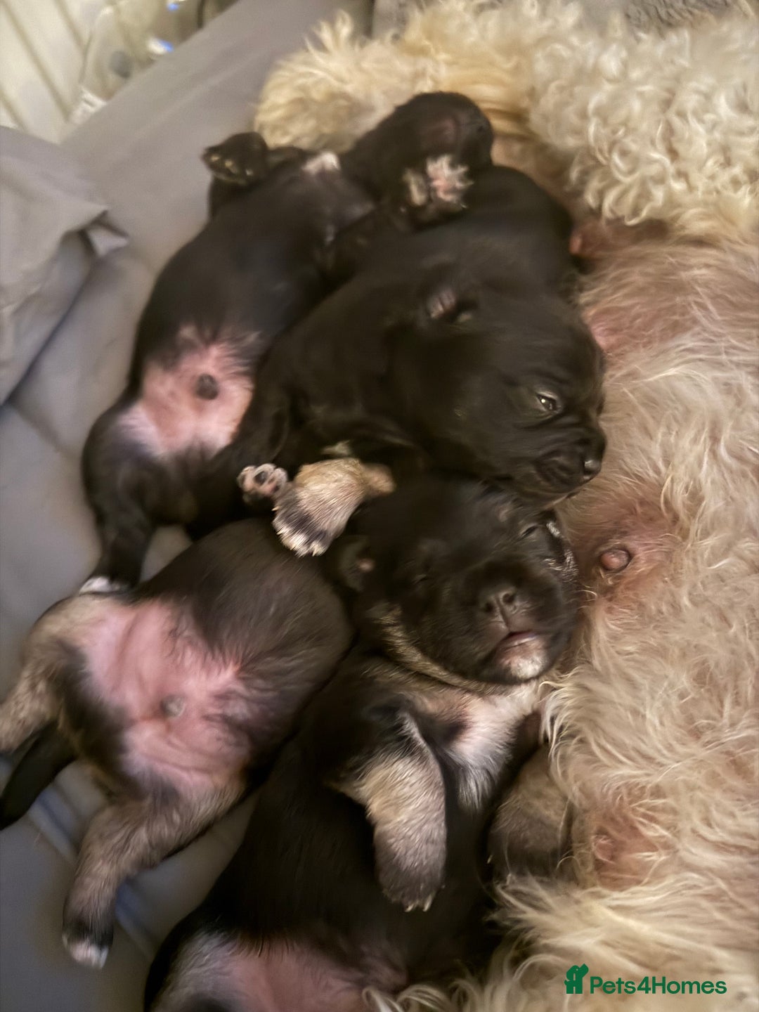 Mixed Breed dogs for sale: Froodle pups  - Image 16