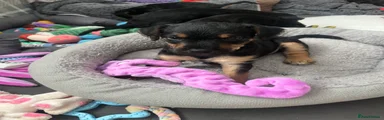 Patterdale Terrier Puppy 1