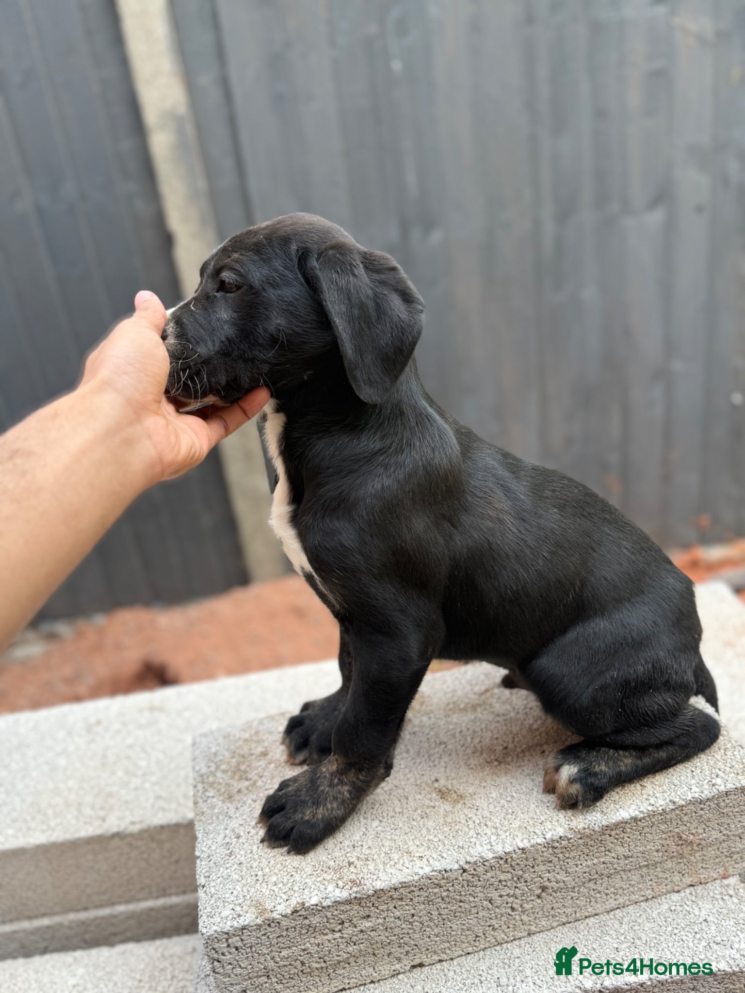 Presa Canario dogs Last Male!!🏆Champion Blood presa Canario pups!! - Advert 4
