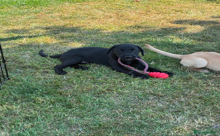 Labrador Retriever dogs - Advert 16