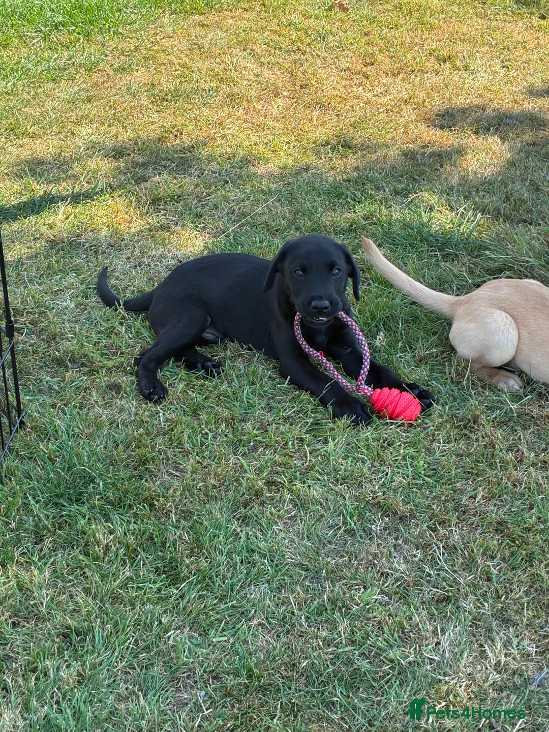 Labrador Retriever dogs for sale: Gorgeous boy looking for forever home - Image 1