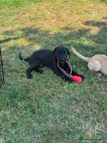 Labrador Retriever dogs - Advert 5