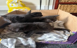 Mixed Breed cats for sale: 4 beautiful little kittens  - Image 2