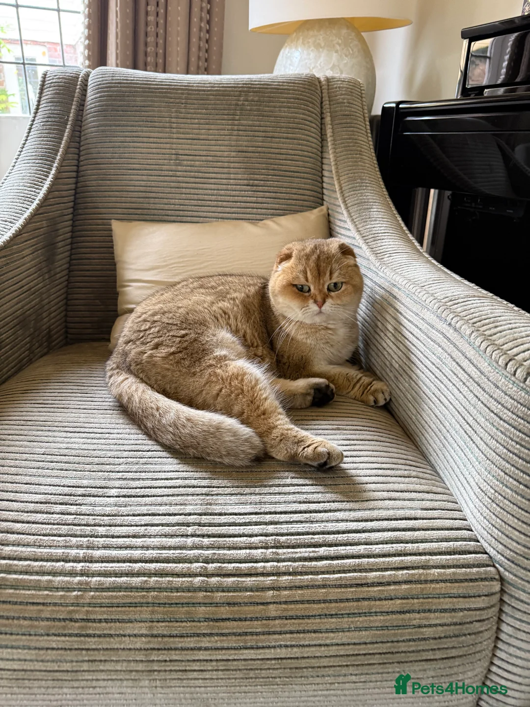 Scottish Fold cats for sale: Two gorgeous cats  - Advert 7