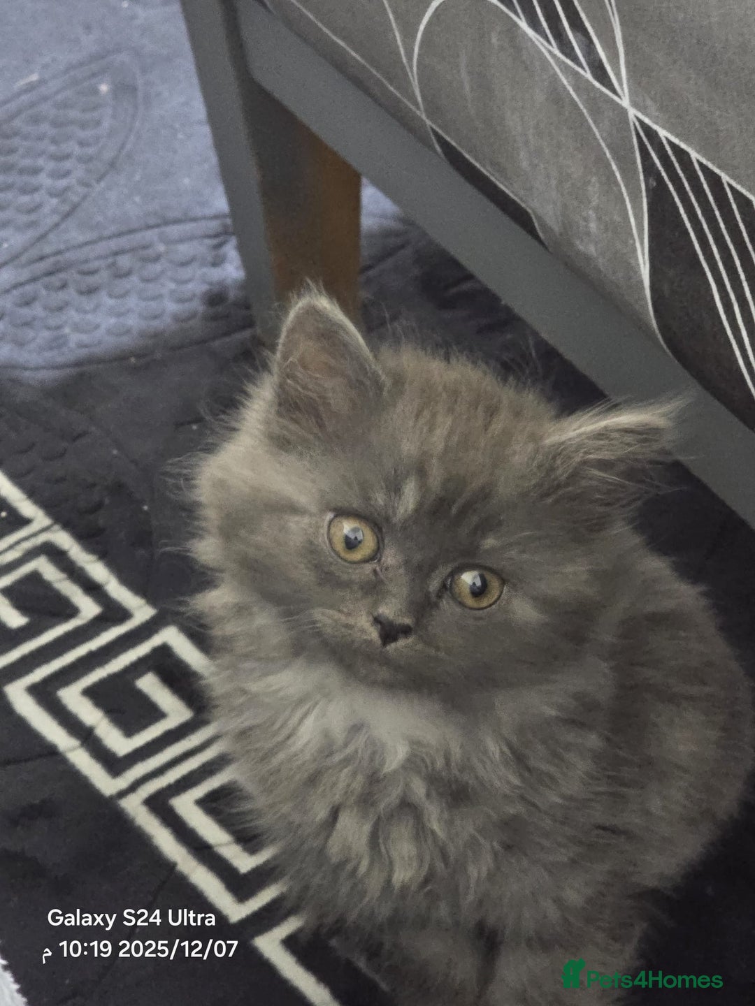 British Shorthair cats for sale: Kitten shorthair - Advert 2