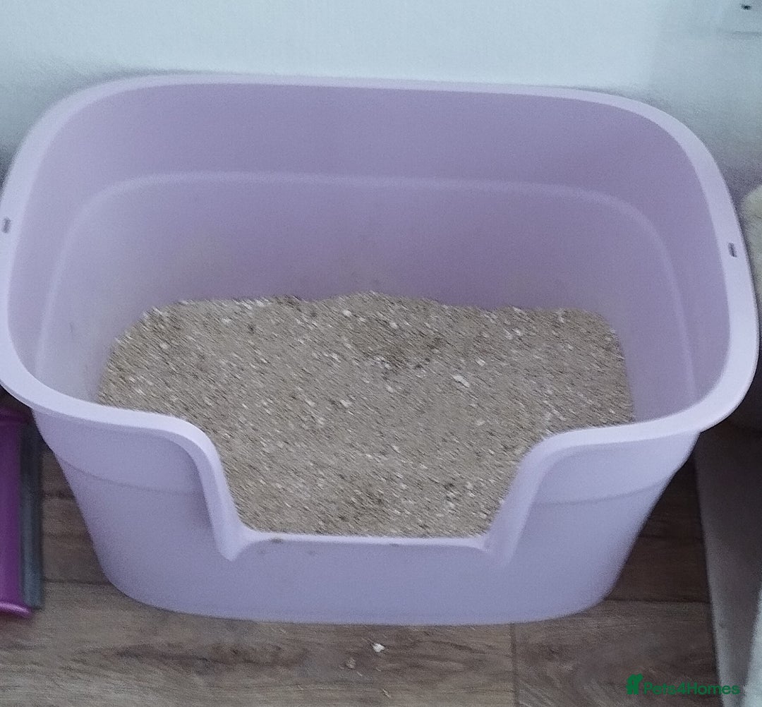 British Shorthair cats for sale: Tiger - Image 3