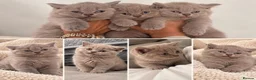 British Shorthair cats for sale: 🤎 Exceptional British Shorthair Kitten 🎃 - Advert 1