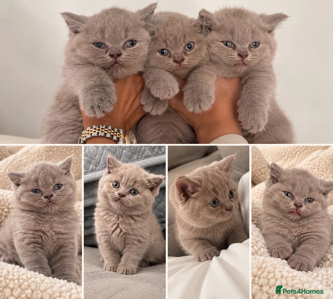 British Shorthair cats for sale: 🤎 Exceptional British Shorthair Kitten 🎃 - Advert 1