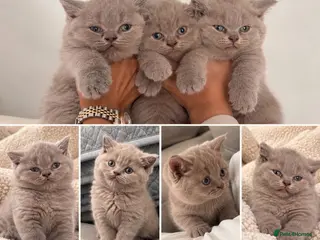 British Shorthair cats 🤎 Exceptional British Shorthair Kitten 🎃 - Advert 1