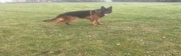 German Shepherd dogs for sale: 2 outstanding Males  - Advert 8