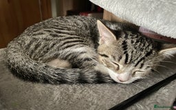 Mixed Breed cats for sale: Mixed Breed Kitten for sale - Image 10