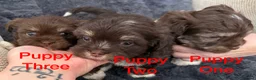Mixed Breed dogs for sale: Lhasa Apso x Chihuahua x babies - Advert 11