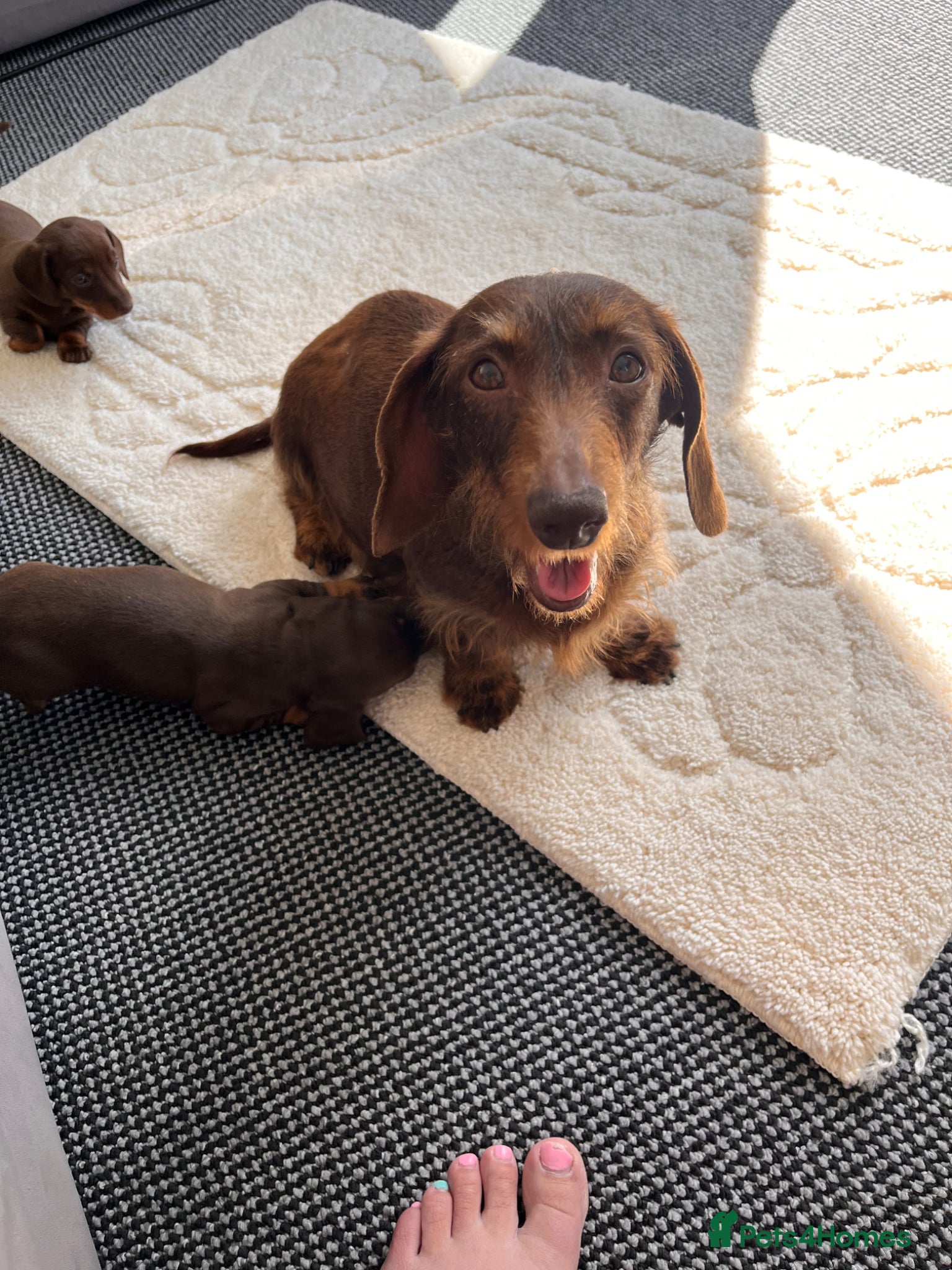 Dachshund dogs 3 Standard Dachshunds  - Advert 6