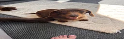 Dachshund dogs for sale: 3 Standard Dachshunds  in Gloucester - Advert 1
