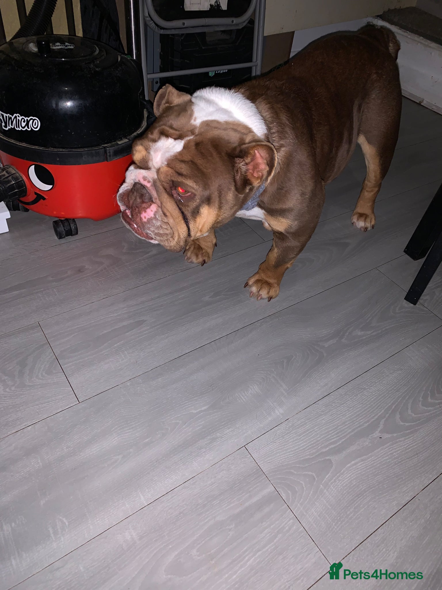 English Bulldog dogs Adult Female English bulldog  - Advert 18