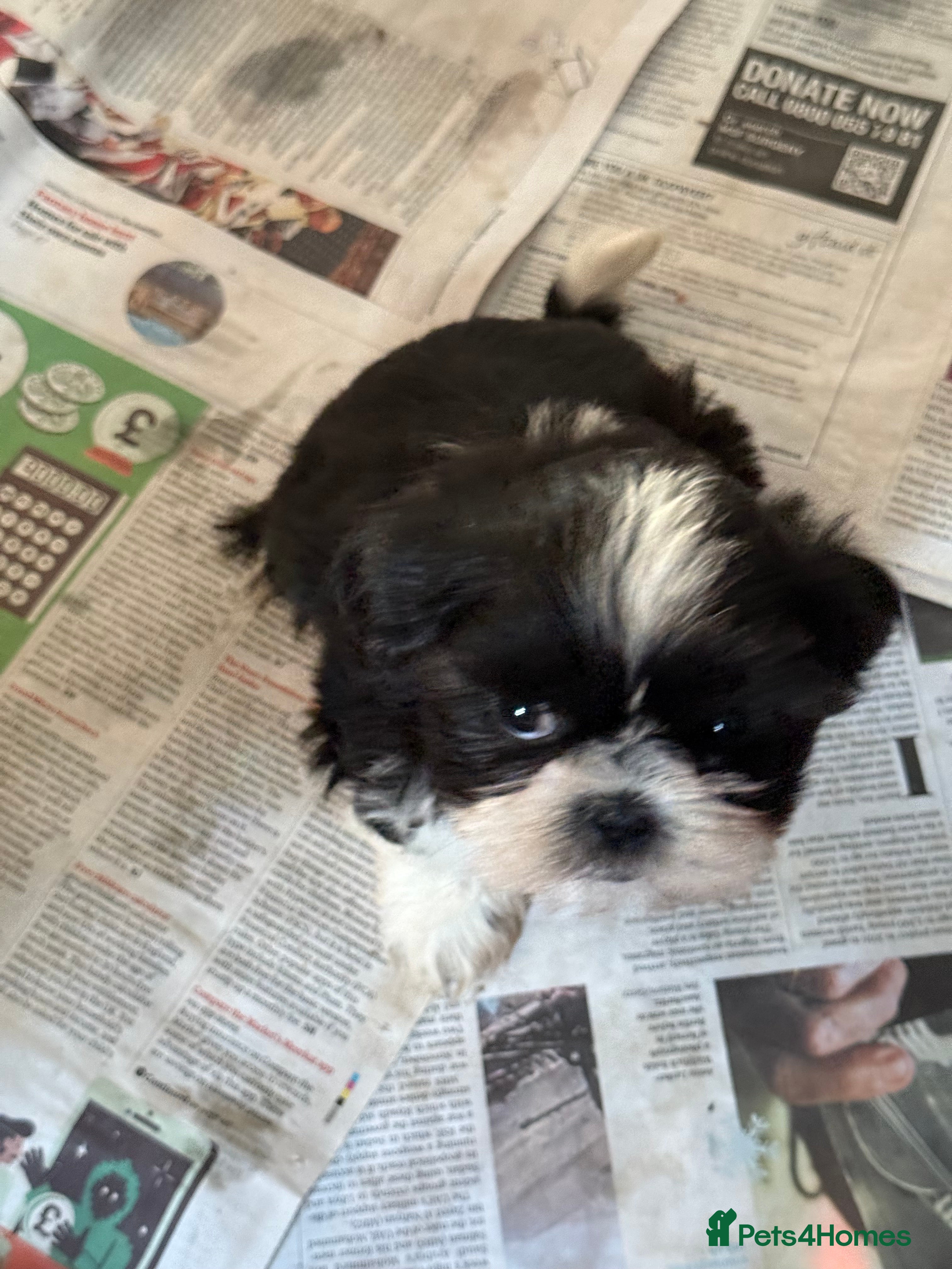 Shih Tzu dogs Last lovely little black & white girl - Advert 5